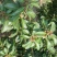 荸荠种3~4cm