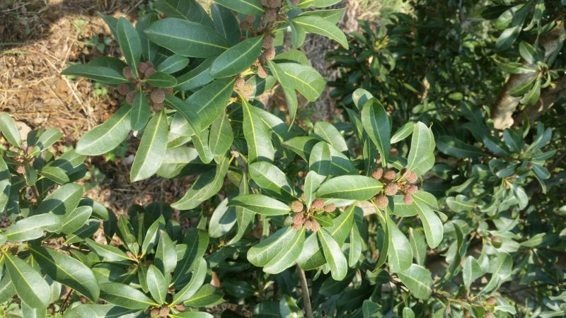 荸荠种3~4cm