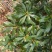 荸荠种3~4cm