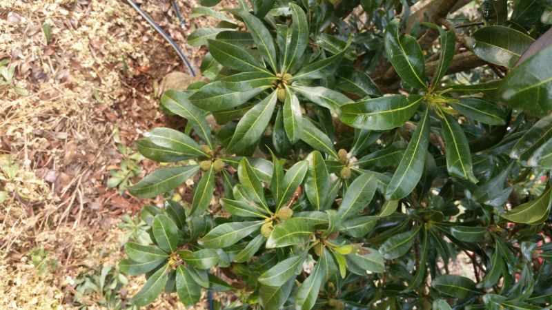 荸荠种3~4cm