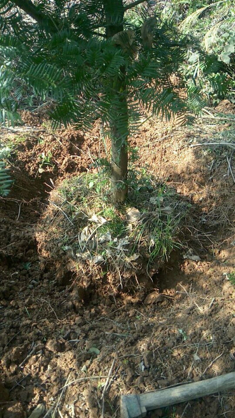 南方红豆杉直径20cm4~5米