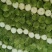 大白菜4~6斤毛菜