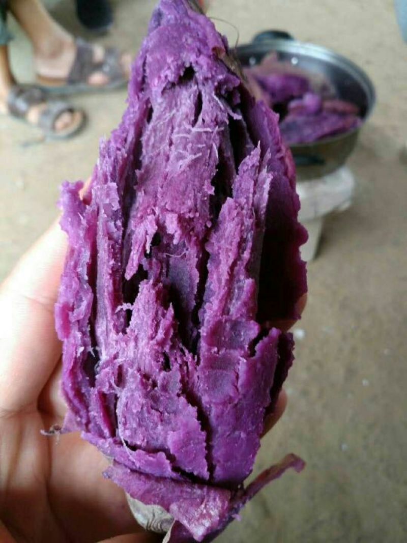 紫薯苗板栗紫薯苗原种高产新品种原种苗品质保证