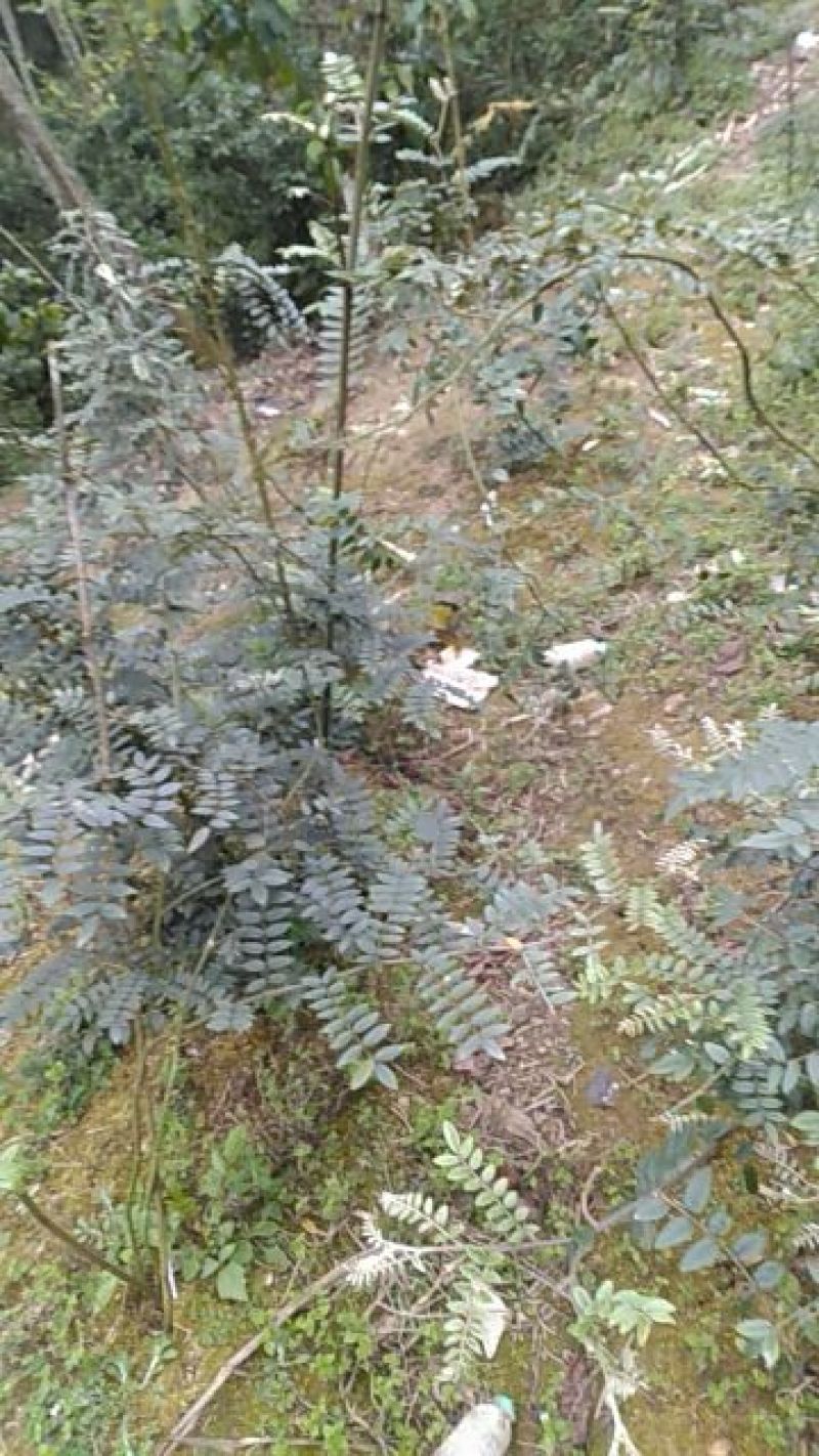 山豆根