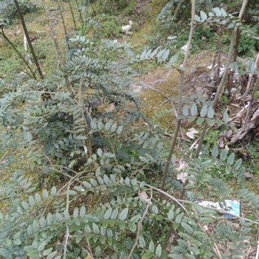 山豆根