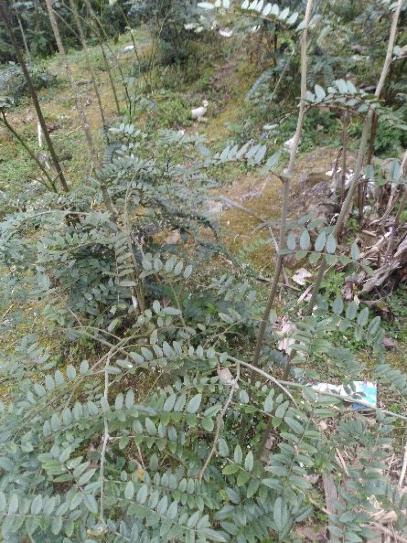 山豆根