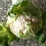 陕西汉中洋县菜花紧花2~3斤乳白有需要的朋友请及时联系