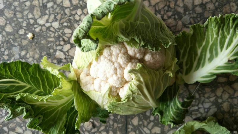 陕西汉中洋县菜花紧花2~3斤乳白有需要的朋友请及时联系