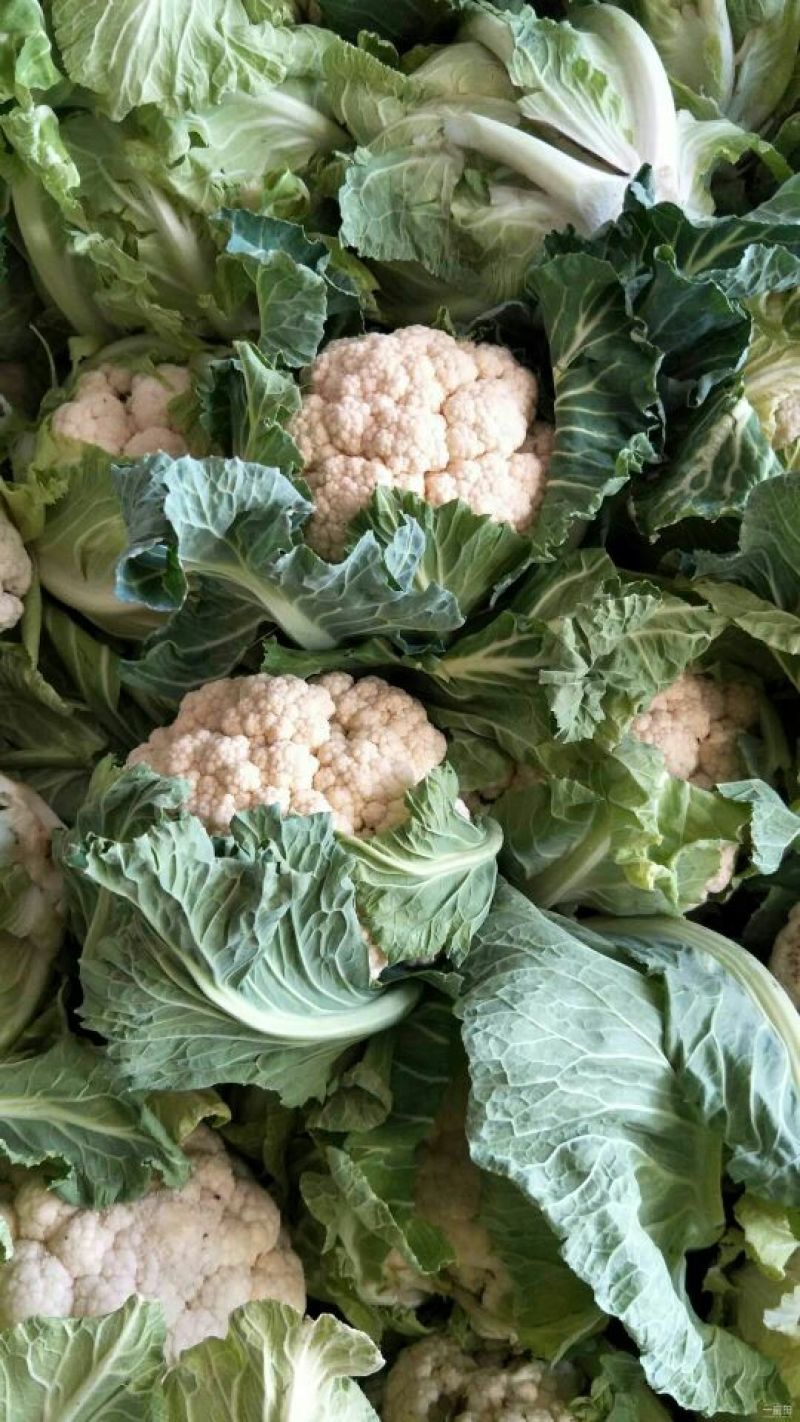 陕西汉中洋县菜花紧花2~3斤乳白有需要的朋友请及时联系