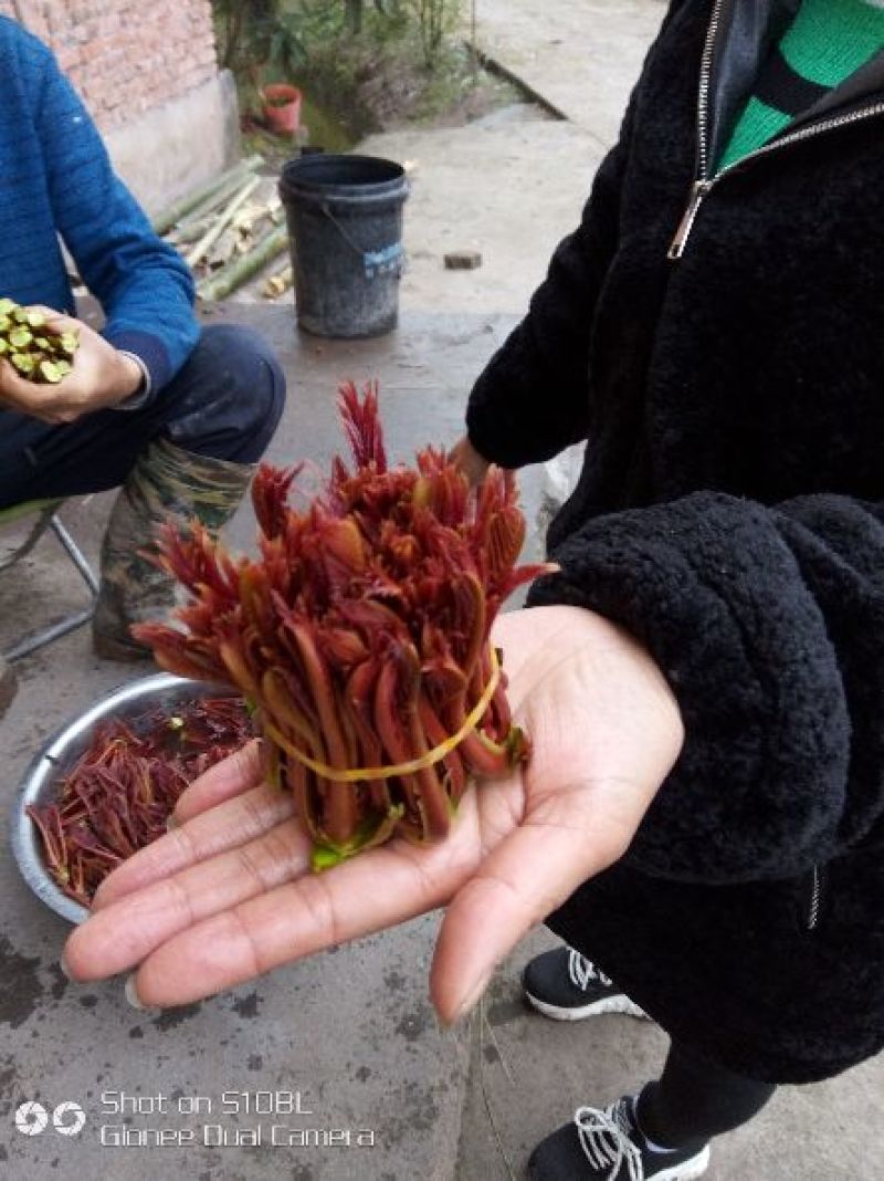 香椿芽10cm以下