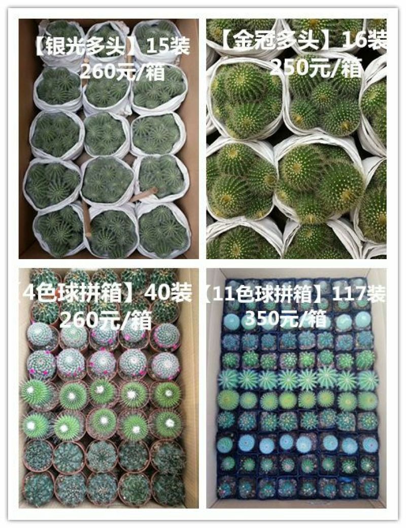 多肉植物带盆栽好