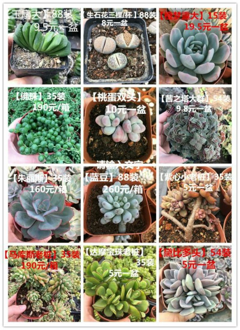 多肉植物带盆栽好