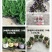 多肉植物带盆栽好