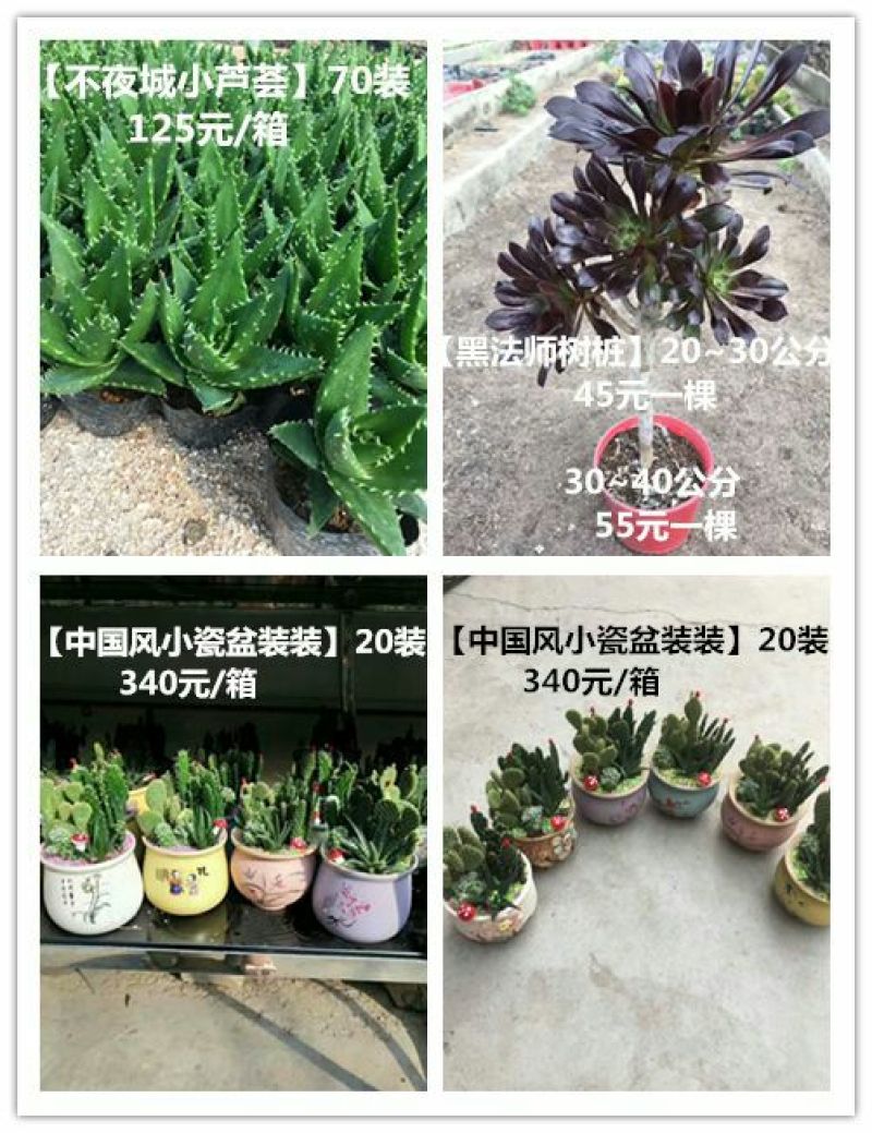 多肉植物带盆栽好