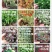 多肉植物带盆栽好