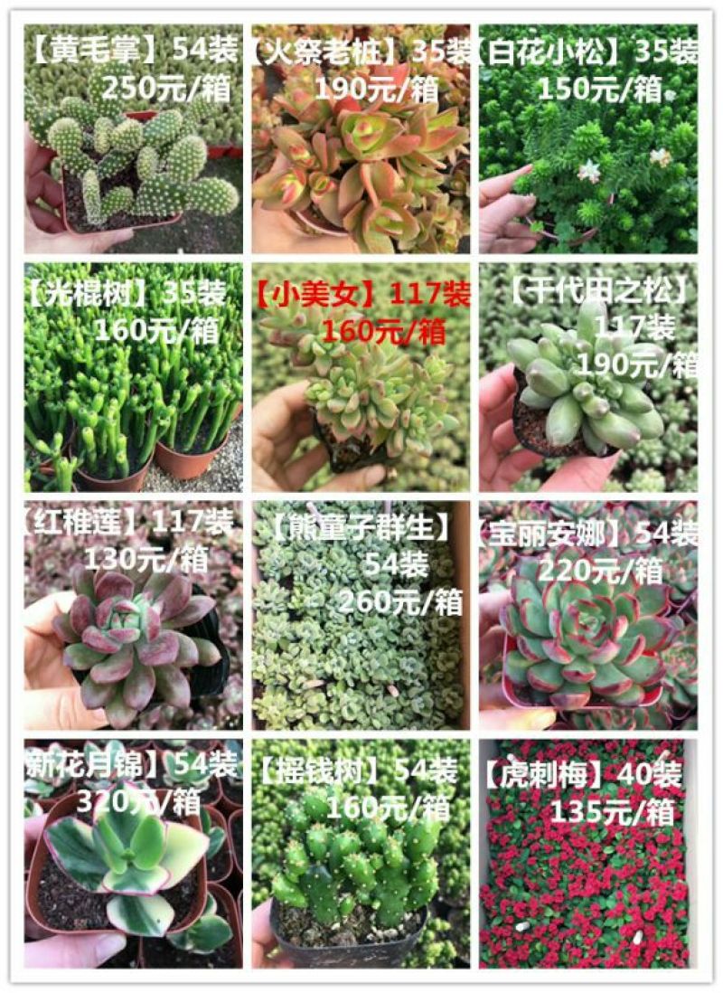 多肉植物带盆栽好