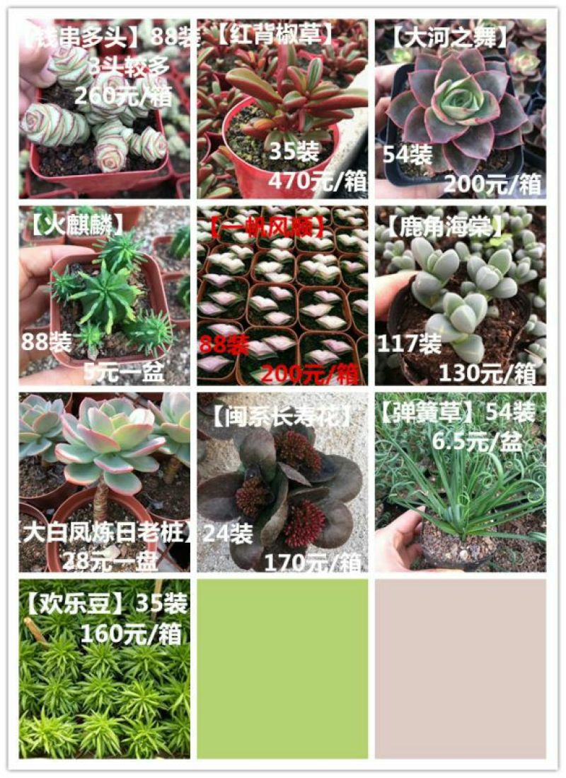 多肉植物带盆栽好