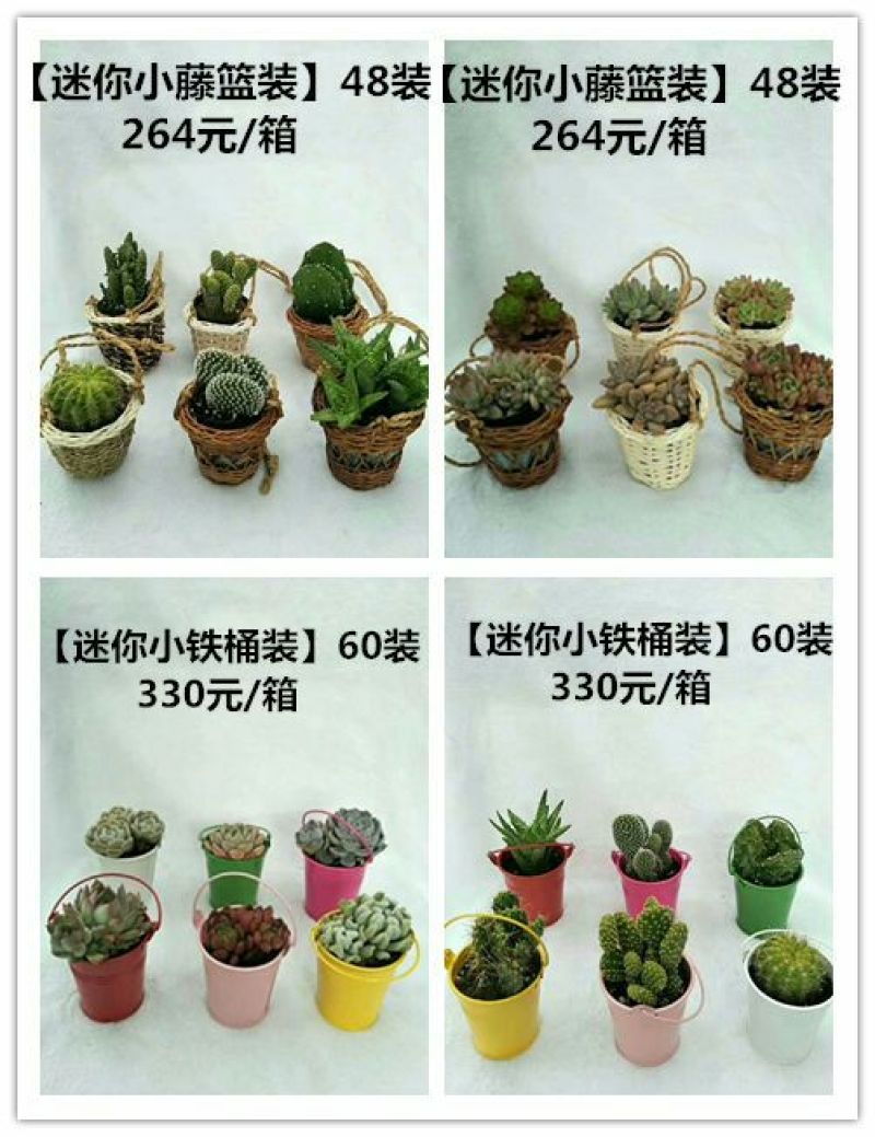 多肉植物带盆栽好