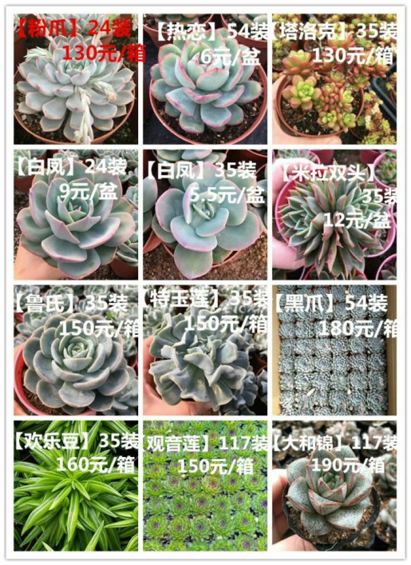 多肉植物带盆栽好