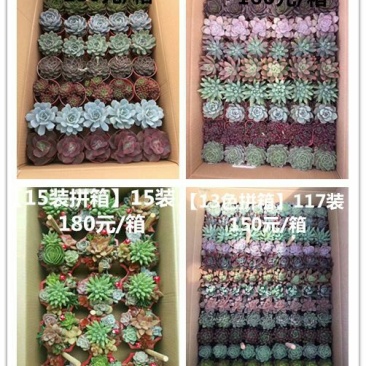 多肉植物带盆栽好