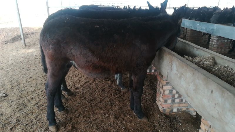肉驴400~500斤