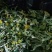 鼠曲草，印子菜丶清明菜等一手货源，量大从优。