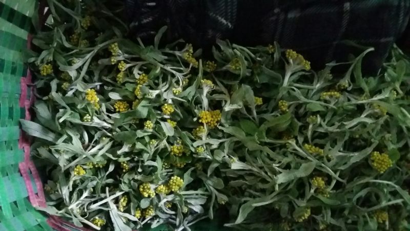 鼠曲草，印子菜丶清明菜等一手货源，量大从优。
