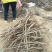 冬枣树苗80~110cm
