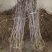 冬枣树苗80~110cm
