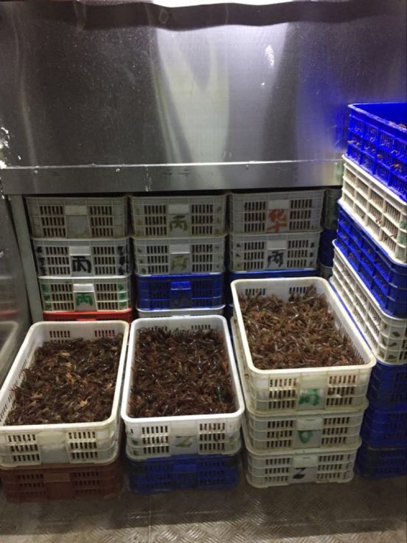 龙虾苗虾苗人工养殖