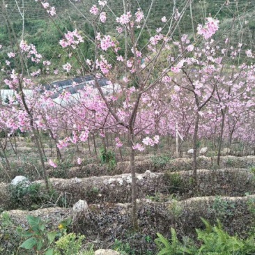 樱花树4~6cm