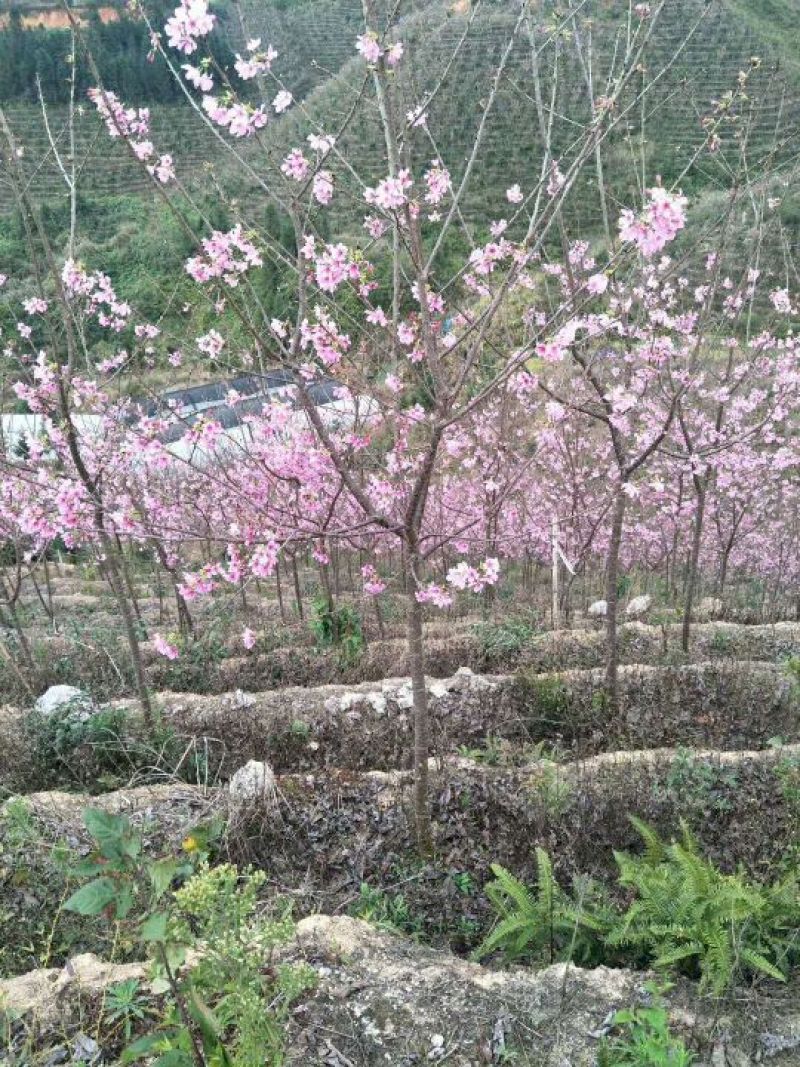 樱花树4~6cm