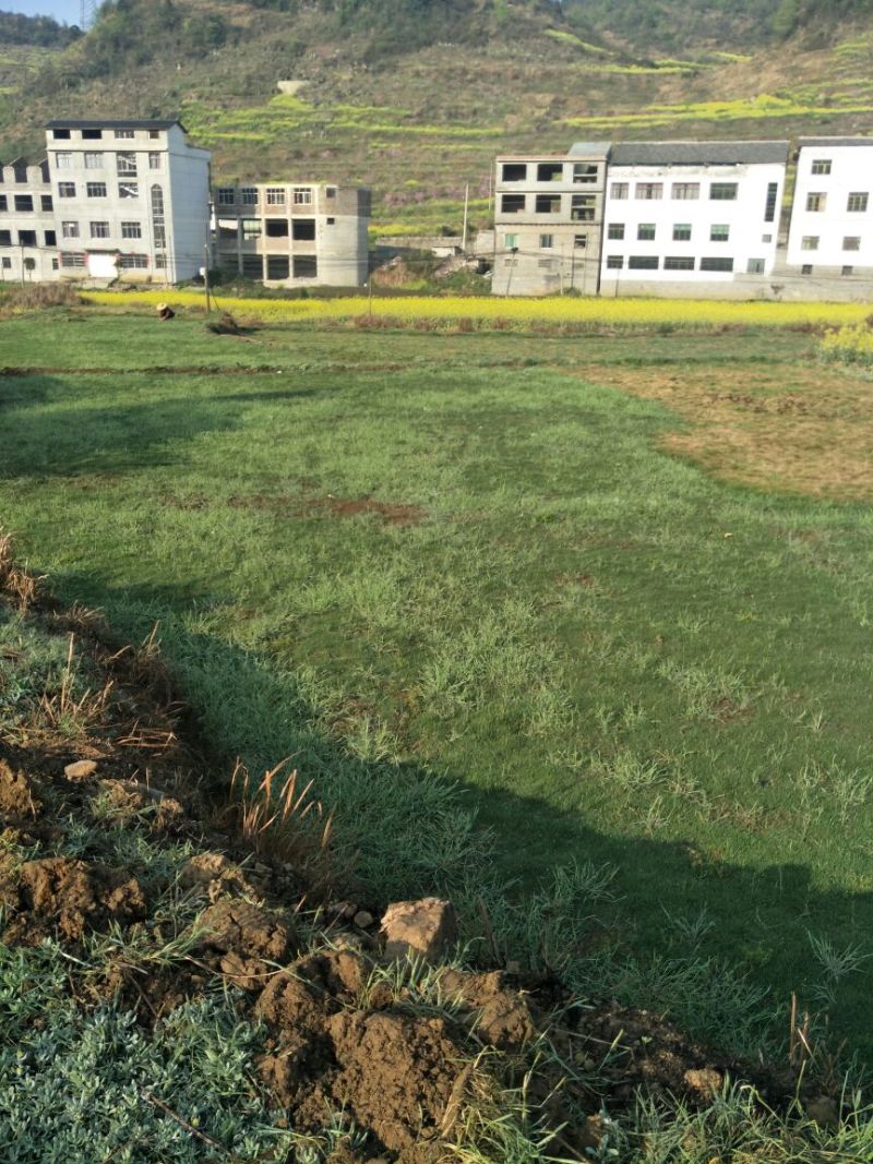 马尼拉草坪