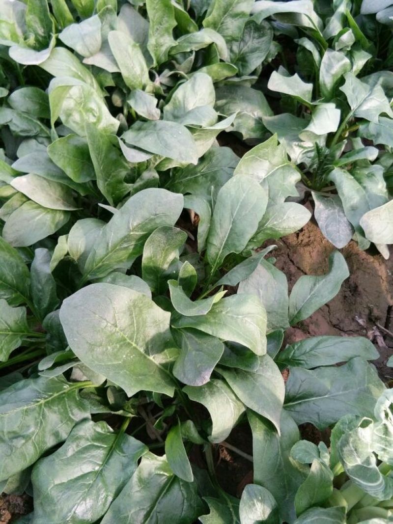 大叶菠菜15~20厘米