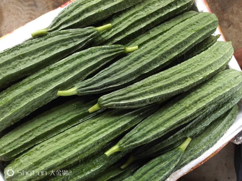 棱丝瓜25厘米以上