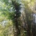 朴树2~4cm10~20cm