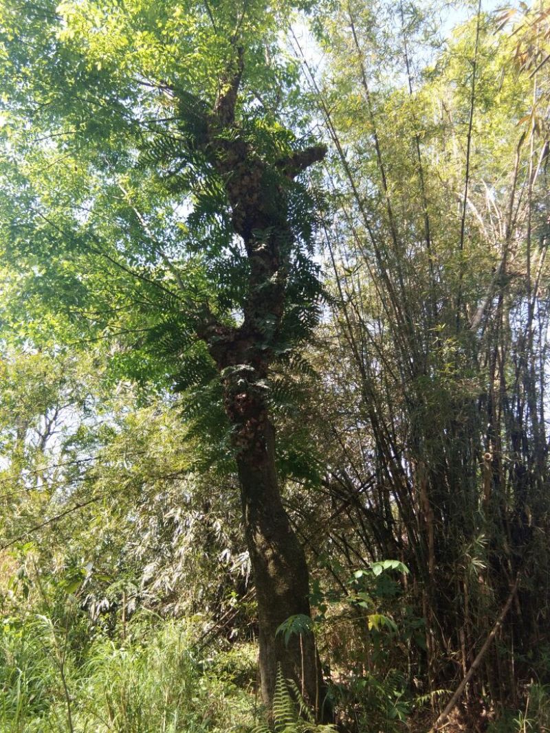 朴树2~4cm10~20cm