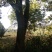 朴树2~4cm10~20cm