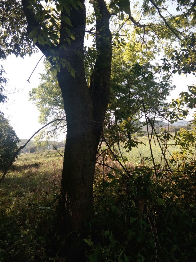 朴树2~4cm10~20cm
