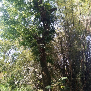 朴树2~4cm10~20cm