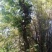 朴树2~4cm10~20cm