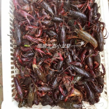 小龙虾小龙虾主养2-4钱（10-20克）活虾
