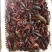 小龙虾小龙虾主养2-4钱（10-20克）活虾