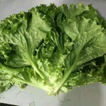 散叶生菜7两~8两