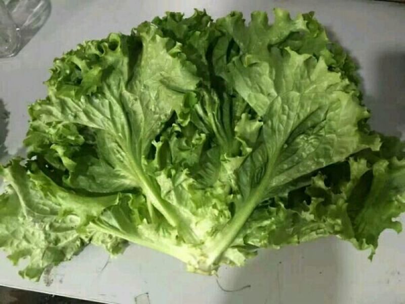 散叶生菜7两~8两