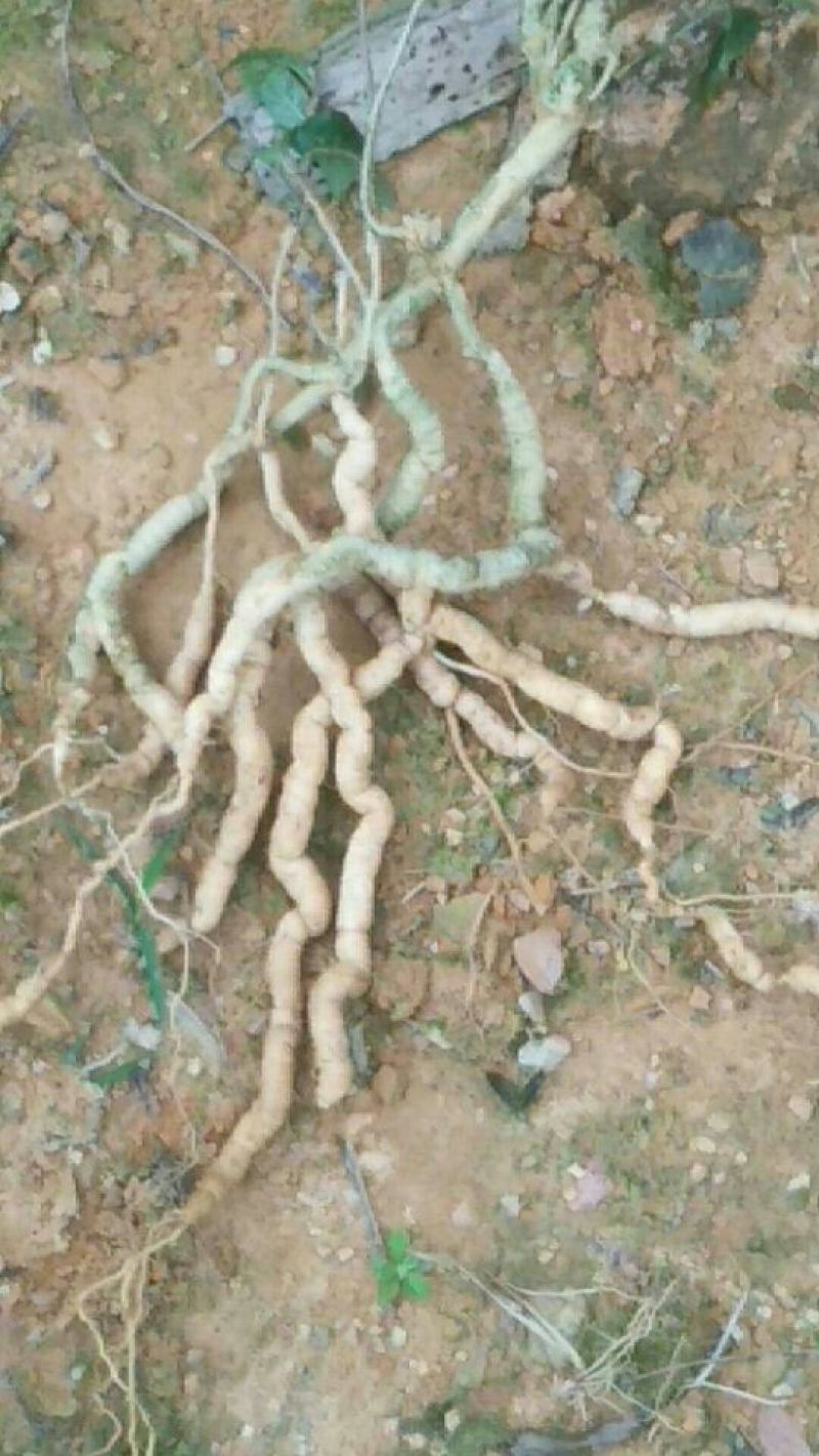 巴戟天二级