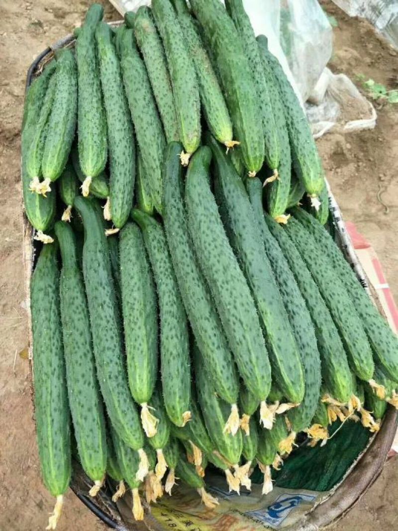 密刺黄瓜干花带刺22~25公分产地直供价格合理对接全国