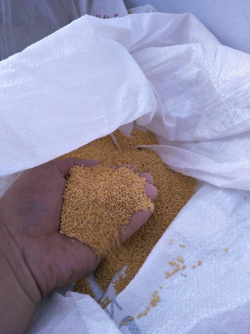 米脂香黄小米散装