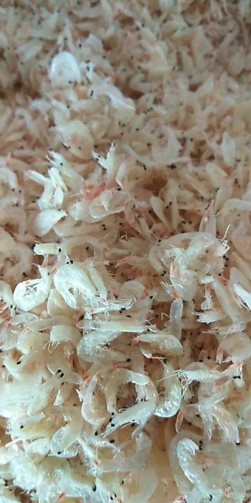 虾皮特级