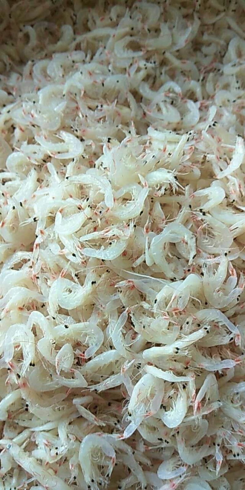 虾皮特级